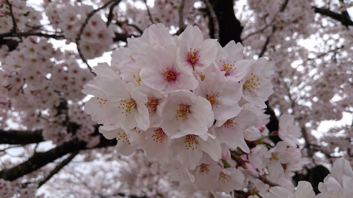 花見に役立つ 桜の花びらのエトセトラ 日々機械的に考える